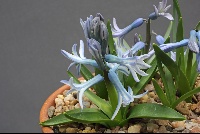 Hyacinthus orientalis chionophilus